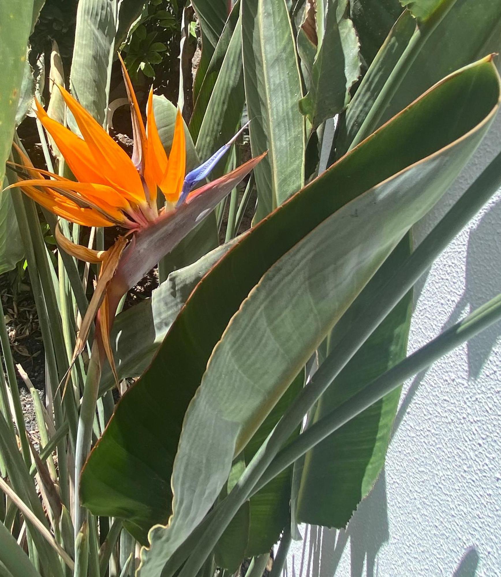 科拉雷侯Casa Rosalia别墅 外观 照片
